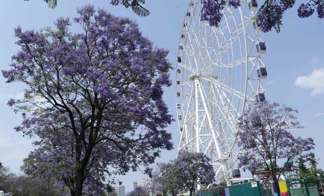 Jacarandas atraen a más turistas a la Ciudad de México (09/04/2025). Foto: Fernanda Rojas / EL UNIVERSAL