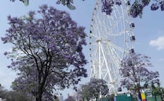 Primavera 2026: ¿dónde ver jacarandas en CDMX?; conoce cuándo termina la temporada