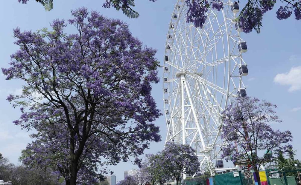 Jacarandas atraen a más turistas (09/04/2025). Foto: Fernanda Rojas / EL UNIVERSAL