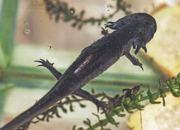 Al rescate de los ajolotes; contaminación en canales de Xochimilco y especies invasoras los ponen en peligro