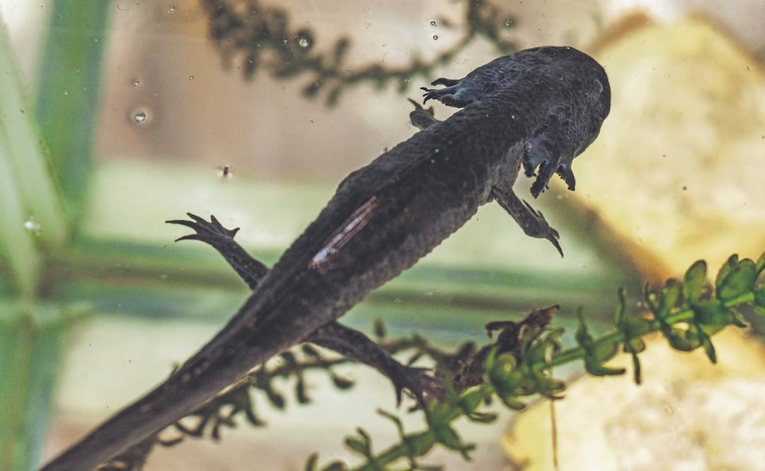 Si se extinguen los ajolotes de canales de Xochimilco, sólo se encontrarán en criaderos, dijo Carina, quien preserva esta especie. Fotos: de YARETZY M. OSNAYA