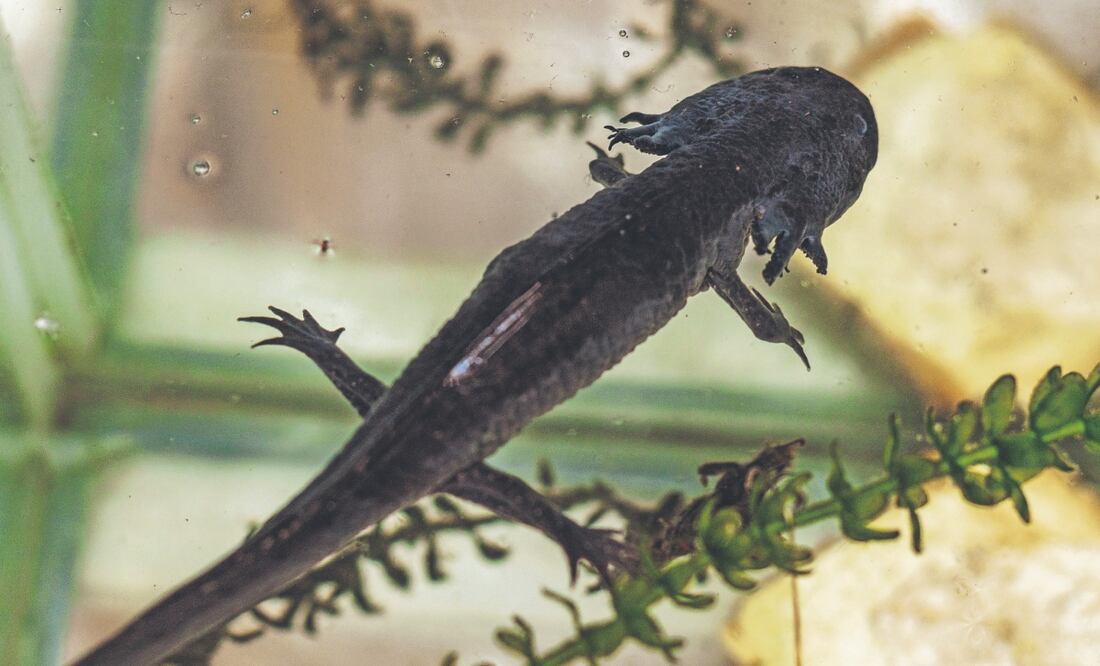 Si se extinguen los ajolotes de canales de Xochimilco, sólo se encontrarán en criaderos, dijo Carina, quien preserva esta especie. Fotos: de YARETZY M. OSNAYA