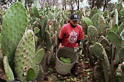 Heladas dañan 3 mil hectáreas de nopal