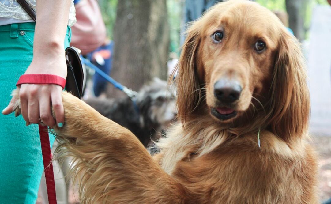 Amazon lanza tienda de mascotas en México