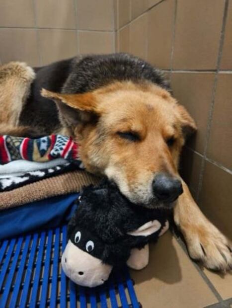 Perrita Nikki rescatada