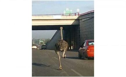 Ostrich gets loose in Tamaulipas