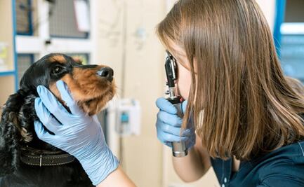 Queratitis pigmentaria en perros; ¿qué es y cómo identificarla eficazmente, según veterinaria?