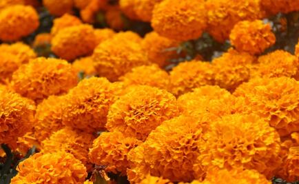 Día de Muertos: ¿Cómo reciclar el cempasúchil que sobró de la ofrenda?