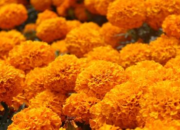 Día de Muertos: ¿Cómo reciclar el cempasúchil que sobró de la ofrenda?