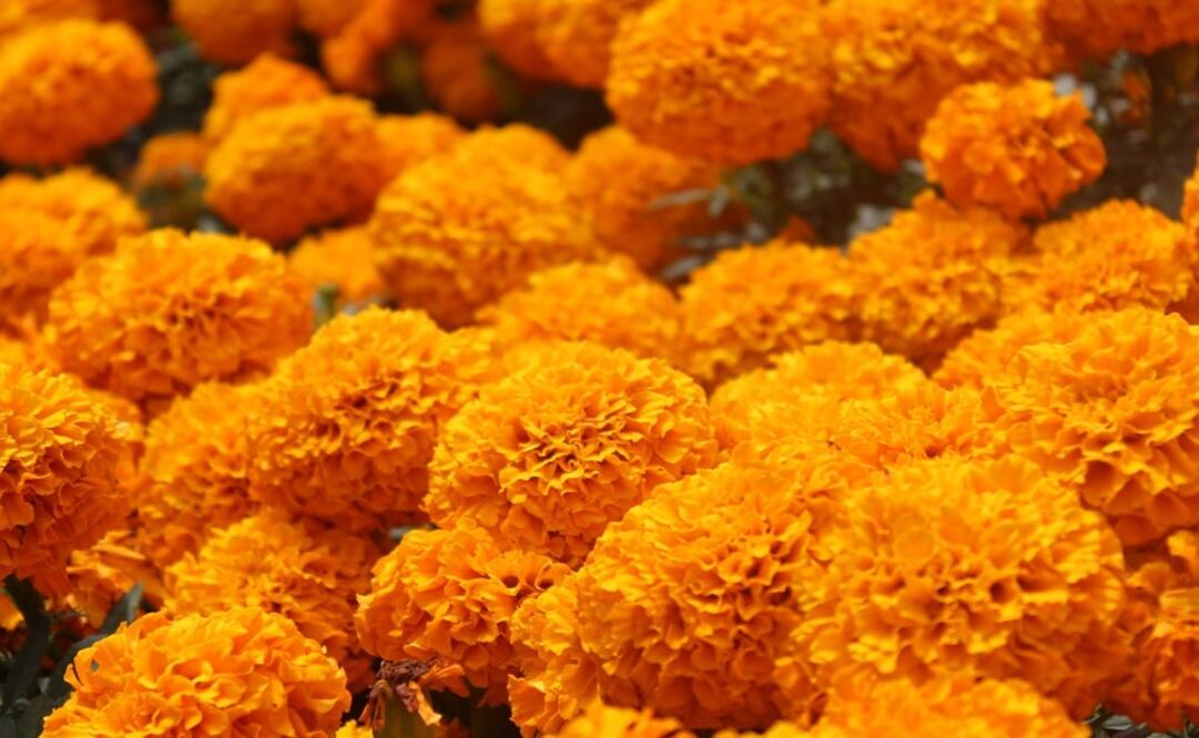 La flor de cempasúchil tiene diferentes beneficios. Foto: EL UNIVERSAL