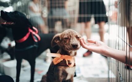 Animales tienen estados afectivos, asegura académica de la UNAM