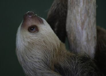 Especies de Mamíferos estarían siendo empujados a la extinción: Estudio