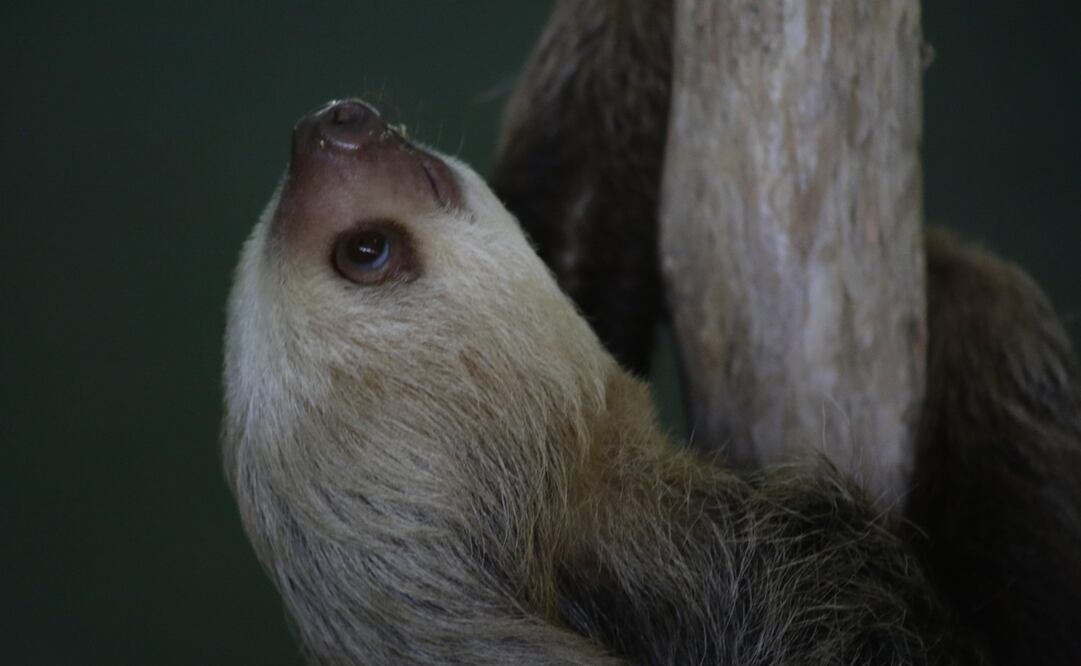 Foto: EFE/Carlos Lemos, Archivo El Universal