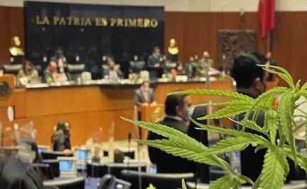 Sospechan de los diputados y la marihuana