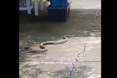 Sorprende serpiente en áreas verdes de Azcapotzalco