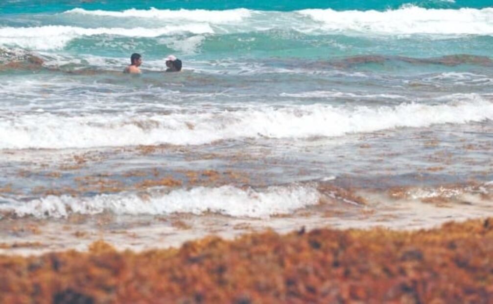 Qué pasa si nadas en una playa con sargazo