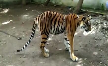 Alertan a pobladores de Apaseo el Grande, Guanajuato, sobre presencia de tigre de bengala 