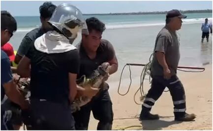 VIDEO: Capturan a cocodrilo en playa de Tamaulipas; desató el terror entre bañistas