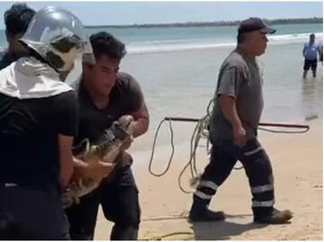 VIDEO: Capturan a cocodrilo en playa de Tamaulipas; desató el terror entre bañistas