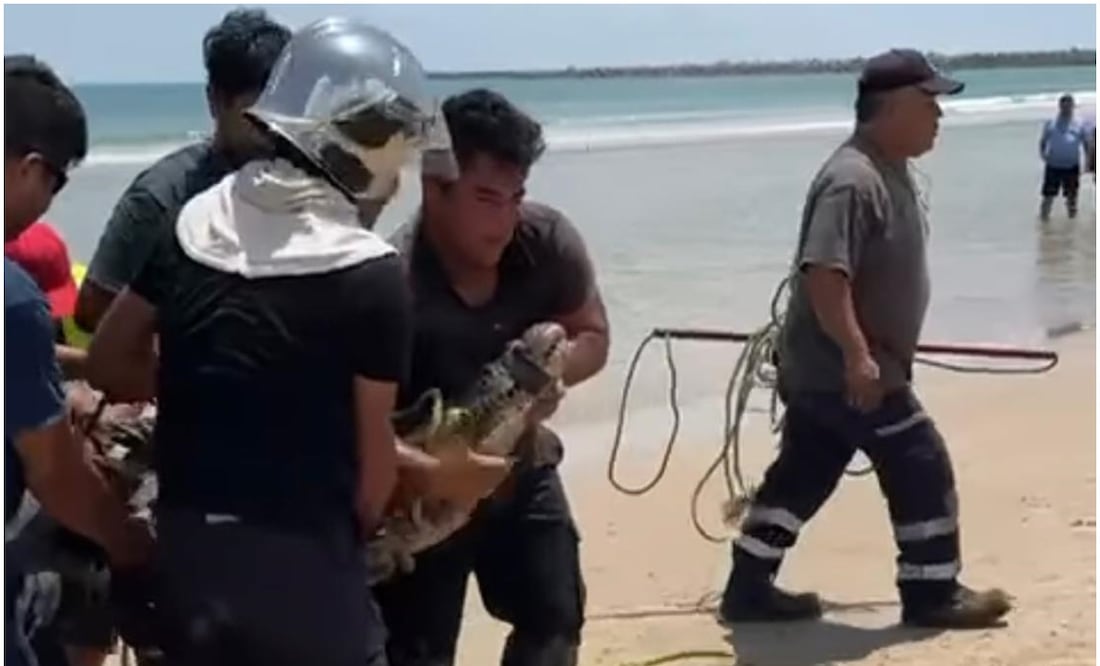 Con apoyo de cuerdas los Bomberos sometieron al cocodrilo el cual medía aproximadamente dos metros de largo. Foto: Especial