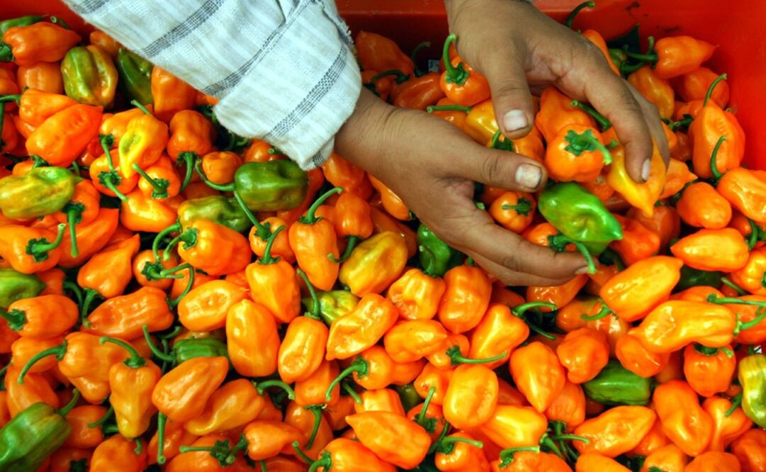Habanero peppers – Photo: Jacinto Kanek/FOTOS INTERNACIONALES