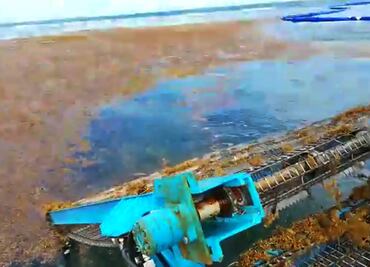 Alerta Semar de arribo considerable de sargazo en playas de Quintana Roo