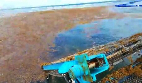 Alerta Semar de arribo considerable de sargazo en playas de Quintana Roo