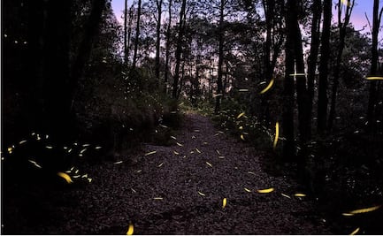 Preserving the firefly forest in Tlaxcala