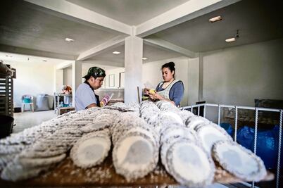 #HechoEnMéxico. Amaranto, la joya que se produce en Xochimilco