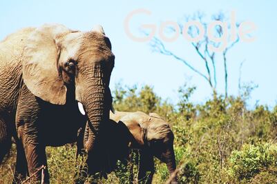 Google y Facebook, contra el tráfico de la vida silvestre