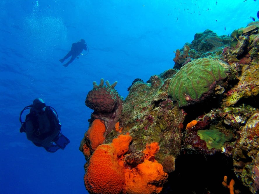 Los arrecifes de Cozumel se ven afectados por el síndrome blanco / Foto: Archivo El Universal