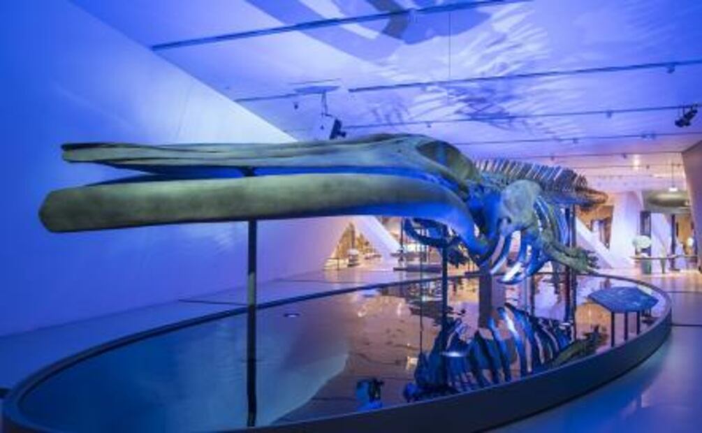 Royal Ontario Museum recibe corazón gigante de ballena azul