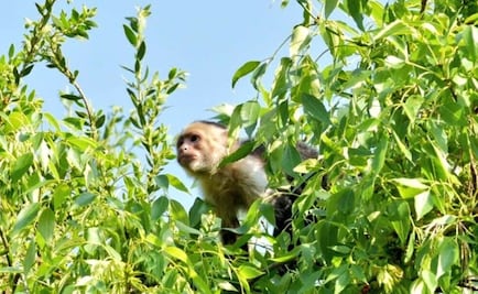 Tranquilizador no durmió a mono capuchino en Lomas de Chapultepec
