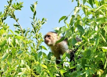Tranquilizador no durmió a mono capuchino en Lomas de Chapultepec