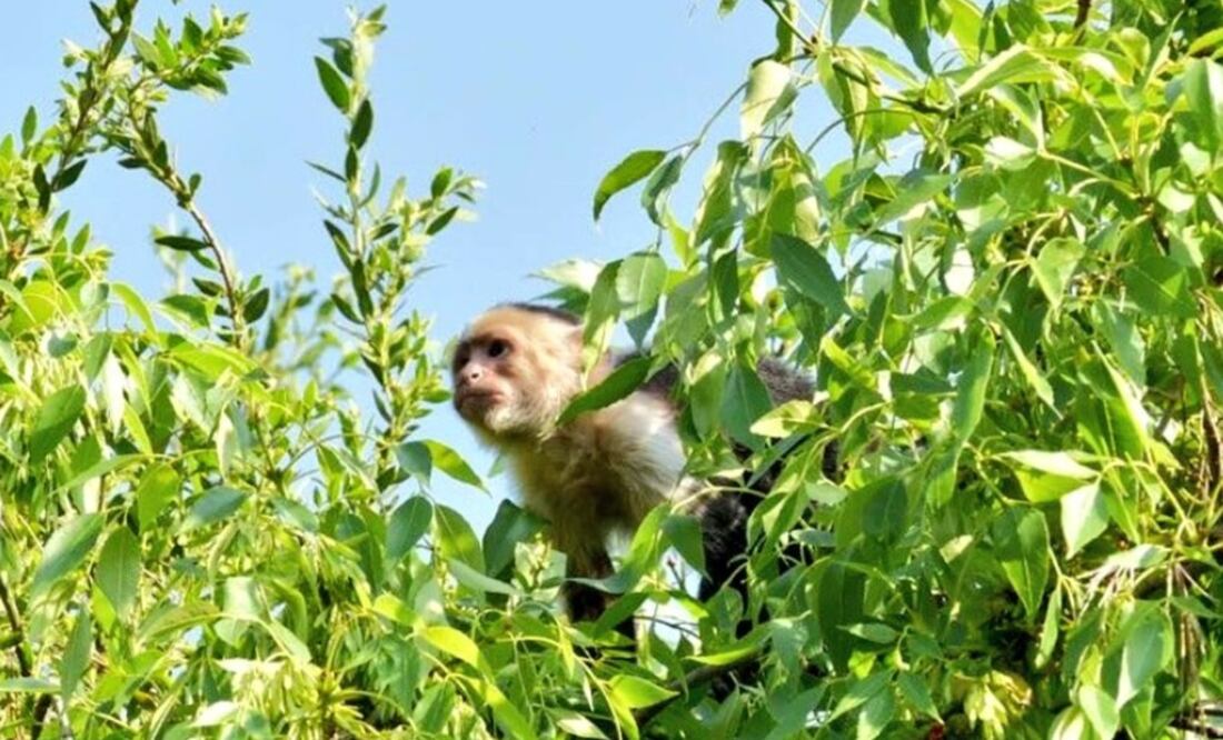 Los últimos reportes indican que los rescatistas han intentado localizarlo con un dron (Foto: Especial)