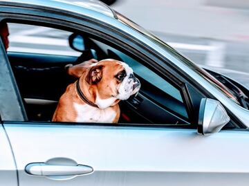 De cuánto es la multa de tránsito por llevar a tu perro en el auto