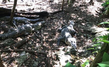 Rechazan invasión y secuestro de fauna silvestre en centro de conservación de Puerto Morelos