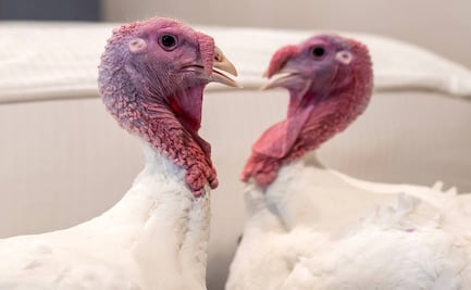 Bread y Butter: los pavos futboleros que esperan el indulto de Trump