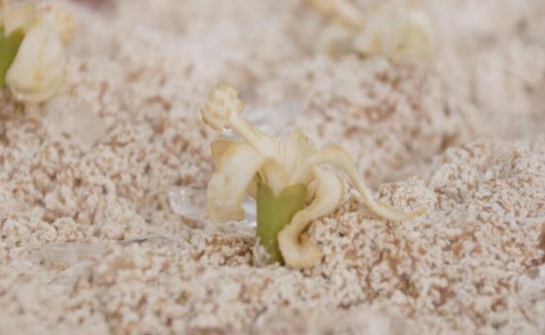 This little white flower is a key ingredient in the Tejate recipe – Photo: Edwin Hernández/EL UNIVERSAL