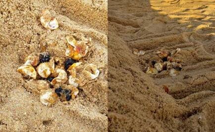 Denuncian destrucción de nido de tortuga en Cabo San Lucas