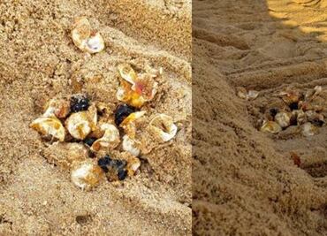 Denuncian destrucción de nido de tortuga en Cabo San Lucas