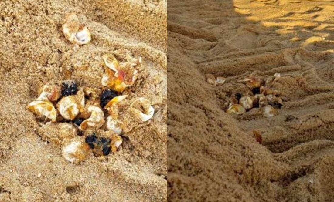 Foto tomada del Twitter @Profepa_mx