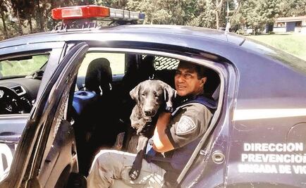 Salva Brigada Animal a 931 animales 