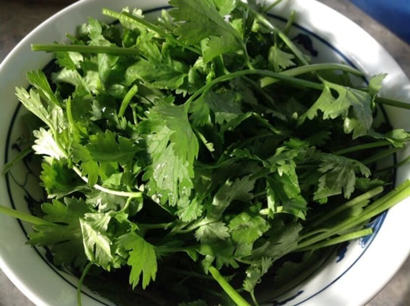 Trucos para que el cilantro permanezca fresco por más tiempo