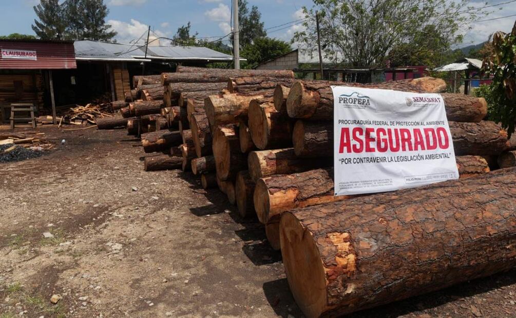 Desarticulan a 12 aserradores clandestinos que operaban en selva de Chiapas (23/05/2025). Foto: Facebook (Eduardo Ramírez)