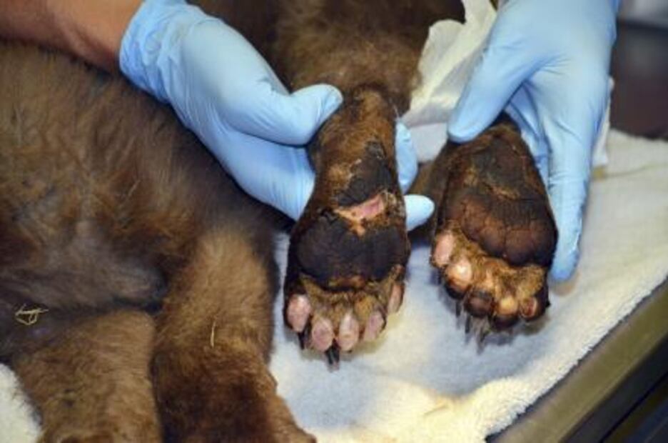 Rescatan a cachorro de oso herido de incendio en Colorado