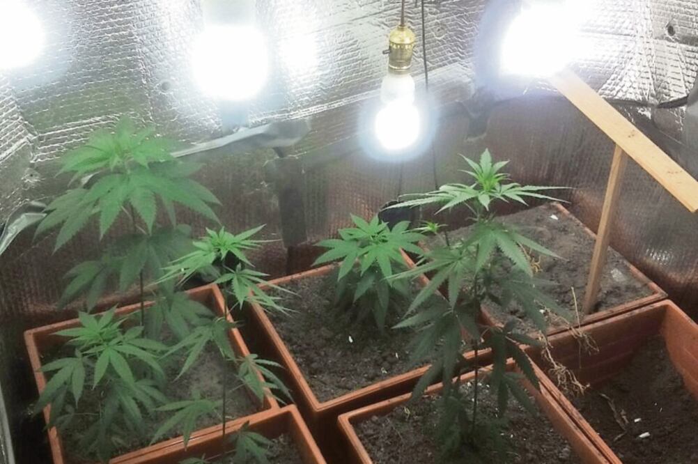 En un narcolaboratorio descubierto en Tegucigalpa, autoridades hondureñas encontraron plantas de marihuana cultivadas con el método hidropónico (CORTESÍA MINISTERIO PÚBLICO DE HONDURAS)