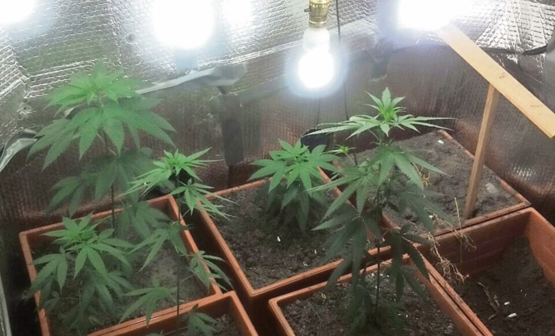 En un narcolaboratorio descubierto en Tegucigalpa, autoridades hondureñas encontraron plantas de marihuana cultivadas con el método hidropónico (CORTESÍA MINISTERIO PÚBLICO DE HONDURAS)