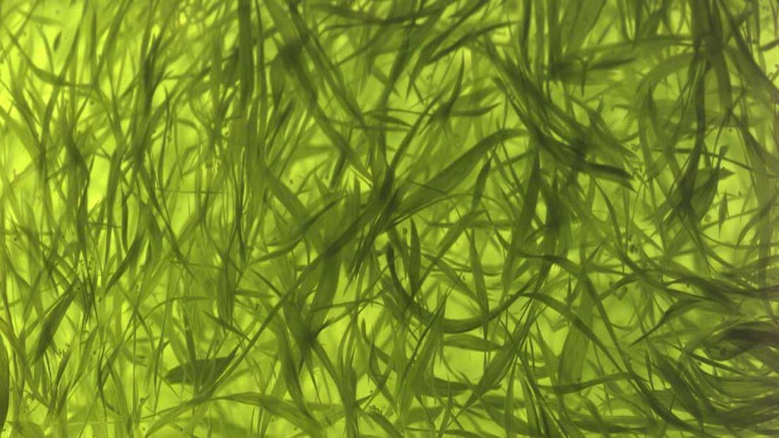 Algas verdiazul. Fuente: Oleum Dietética