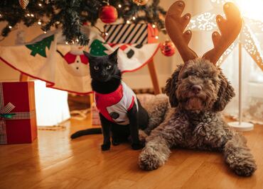 Piden a Reyes Magos que regalen mascotas se comprometan a no abandonarlas; 500 mil perros y gatos son dejados cada año en CDMX